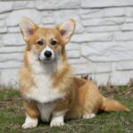 Tico-male-Welsh-Corgi-puppy-for-sale-1