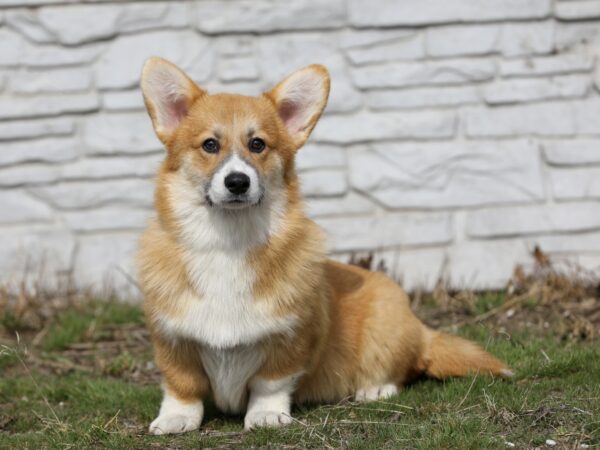 Tico Welsh Corgi Tico Welsh Corgi