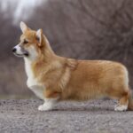 Tico-male-Welsh-Corgi-puppy-for-sale-2