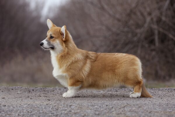 Tico Welsh Corgi Tico Welsh Corgi