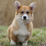 Tico-male-Welsh-Corgi-puppy-for-sale-3