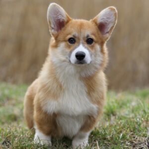 Tico Welsh Corgi Tico Welsh Corgi