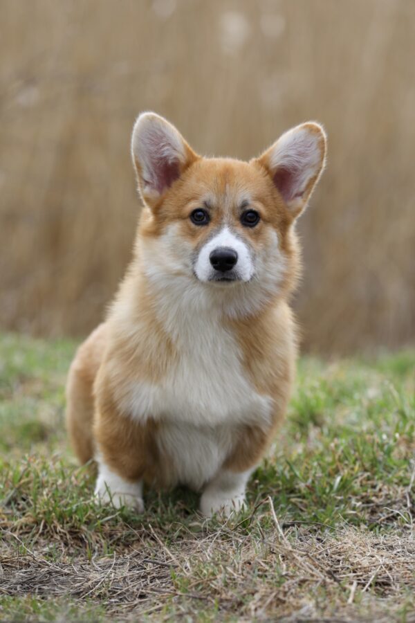 Tico Welsh Corgi Tico Welsh Corgi
