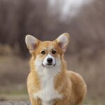Tico-male-Welsh-Corgi-puppy-for-sale-4