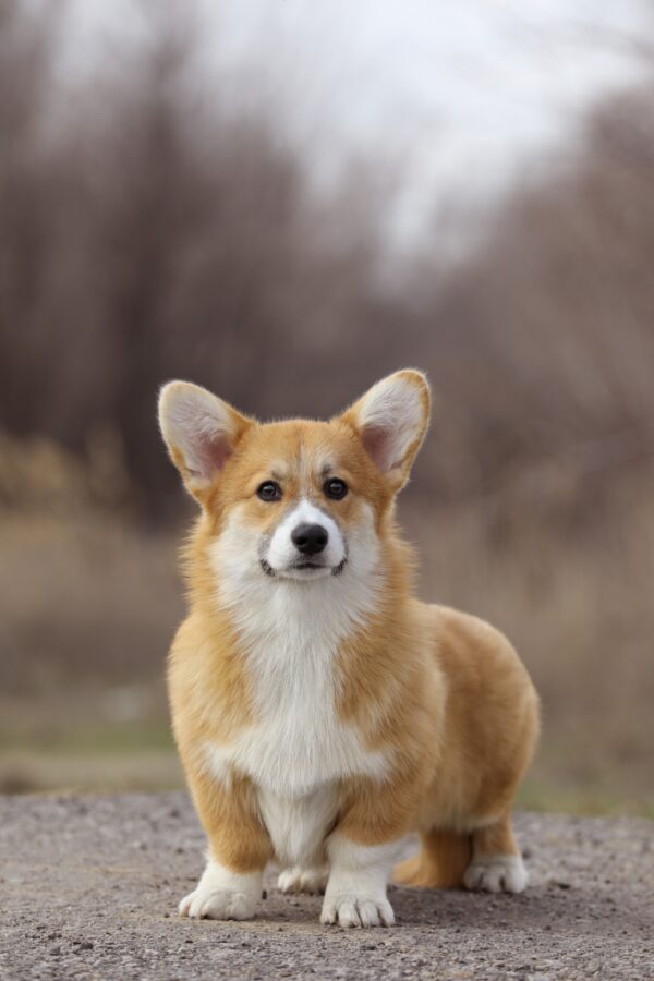 Tico Welsh Corgi Tico Welsh Corgi