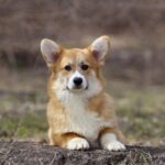 Tico-male-Welsh-Corgi-puppy-for-sale-5