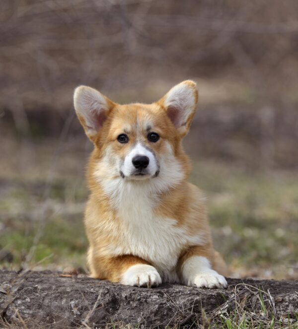 Tico Welsh Corgi Tico Welsh Corgi