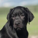 Upsider-male-Labrador-Retrivier-puppy-for-sale-1