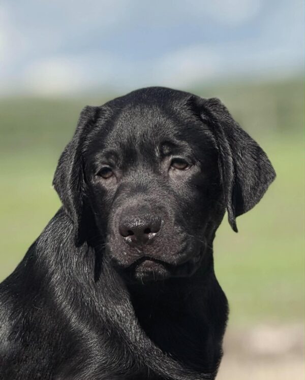 Upsider Labrador Retriever Upsider Labrador Retriever