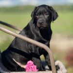 Upsider-male-Labrador-Retrivier-puppy-for-sale-2