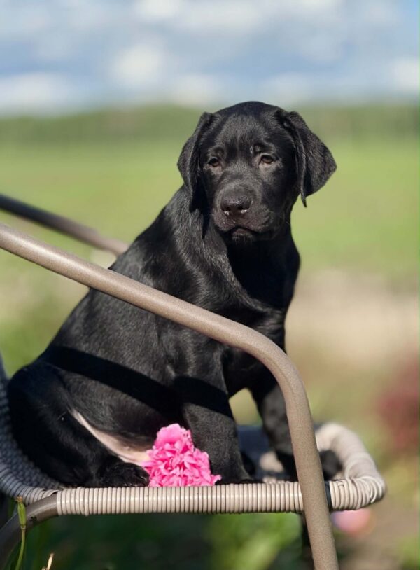 Upsider Labrador Retriever Upsider Labrador Retriever