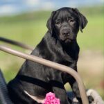 Upsider-male-Labrador-Retrivier-puppy-for-sale-3