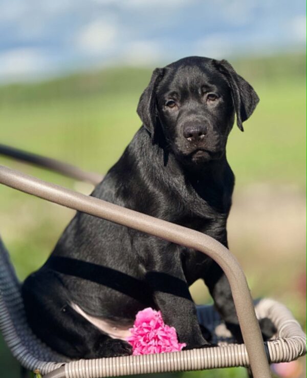 Upsider Labrador Retriever Upsider Labrador Retriever