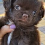 Valentino-male-Chihuahua-puppy-for-sale-1