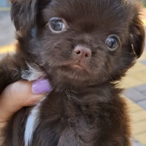 Valentino Chihuahua Valentino Chihuahua
