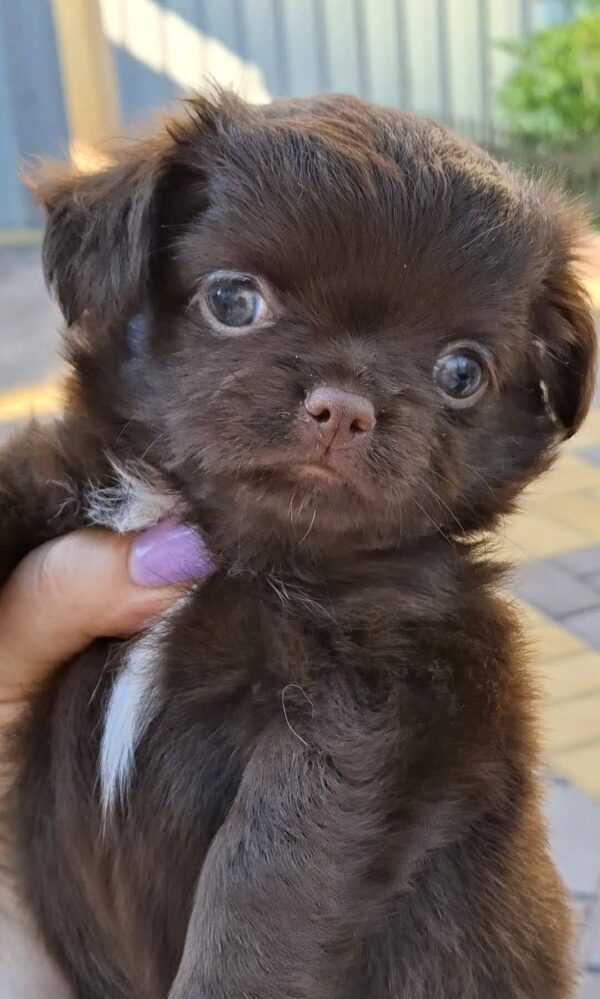Valentino Chihuahua Valentino Chihuahua