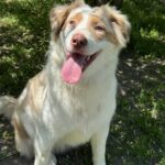 Vitta-female-Australian-Shepherd-puppy-for-sale-1