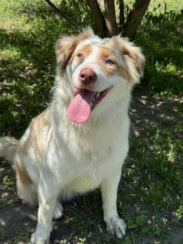Vitta Australian Shepherd Vitta Australian Shepherd