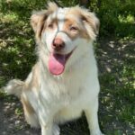 Vitta-female-Australian-Shepherd-puppy-for-sale-2