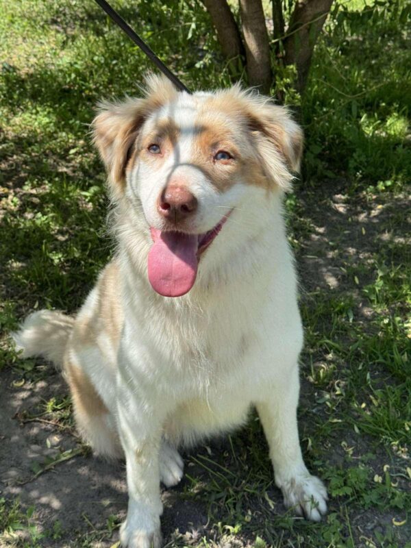 Vitta Australian Shepherd Vitta Australian Shepherd