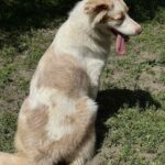 Vitta-female-Australian-Shepherd-puppy-for-sale-3