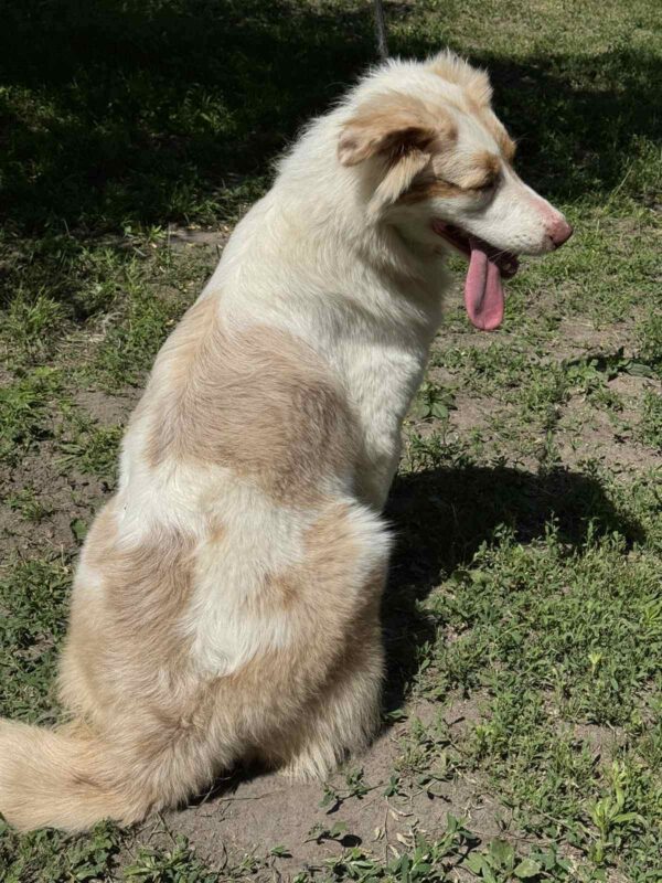 Vitta Australian Shepherd Vitta Australian Shepherd