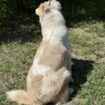 Vitta-female-Australian-Shepherd-puppy-for-sale-4