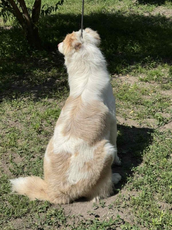 Vitta Australian Shepherd Vitta Australian Shepherd