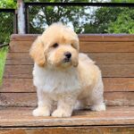 Vivo-male-Maltipoo-puppy-for-sale-1