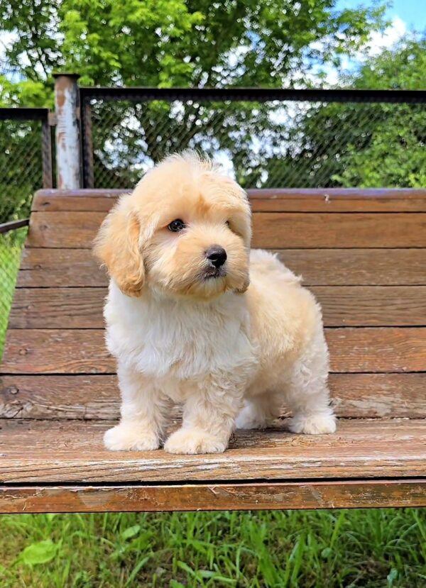 Vivo Maltipoo Vivo Maltipoo