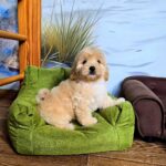 Vivo-male-Maltipoo-puppy-for-sale-2
