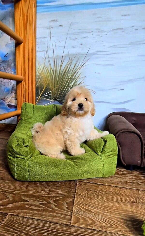Vivo Maltipoo Vivo Maltipoo