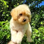 Vivo-male-Maltipoo-puppy-for-sale-3
