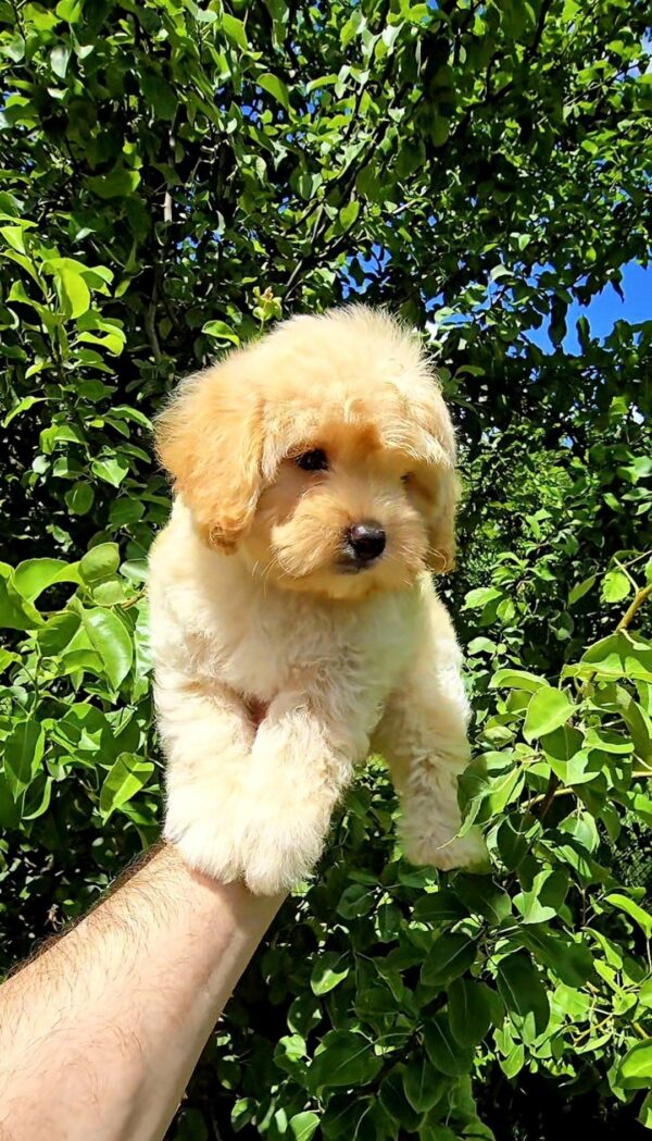 Vivo Maltipoo Vivo Maltipoo