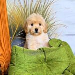 Vivo-male-Maltipoo-puppy-for-sale-4