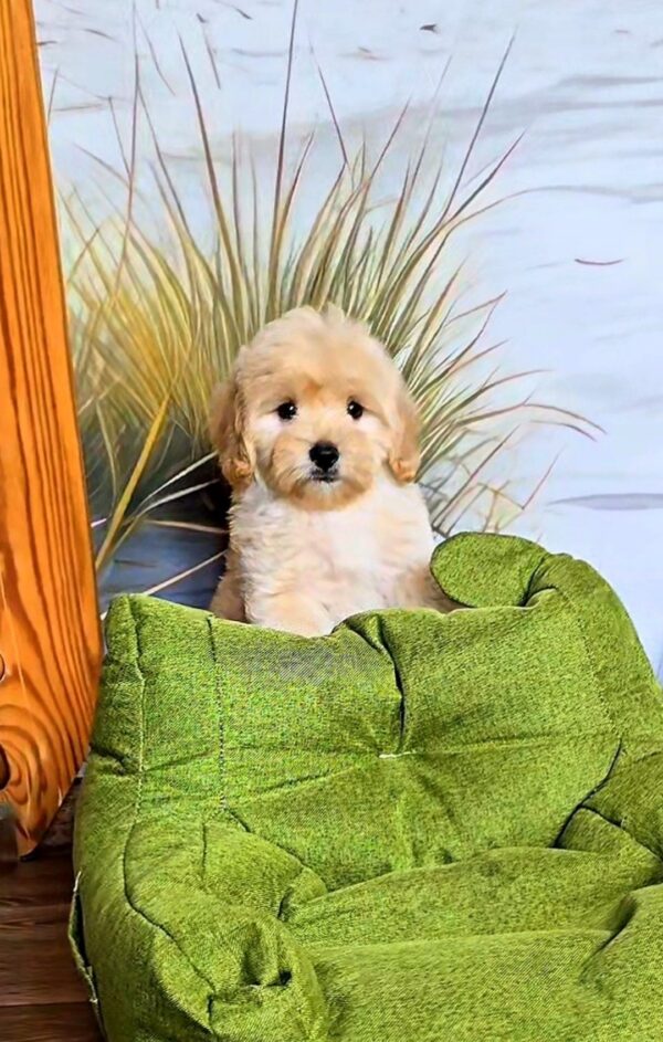 Vivo Maltipoo Vivo Maltipoo