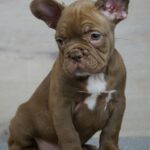 Willow-female-French-Bulldog-puppy-for-sale-2