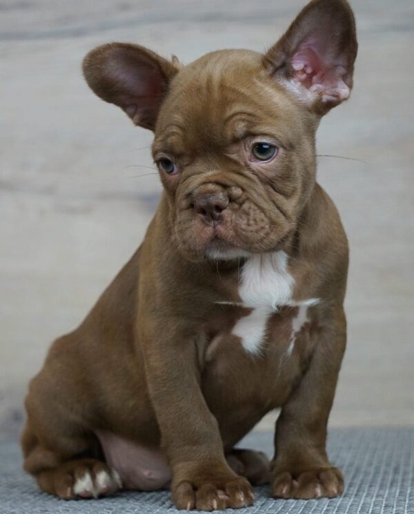Willow French Bulldog Willow French Bulldog