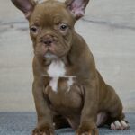 Willow-female-French-Bulldog-puppy-for-sale-1
