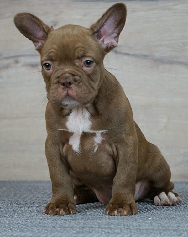 Willow French Bulldog Willow French Bulldog