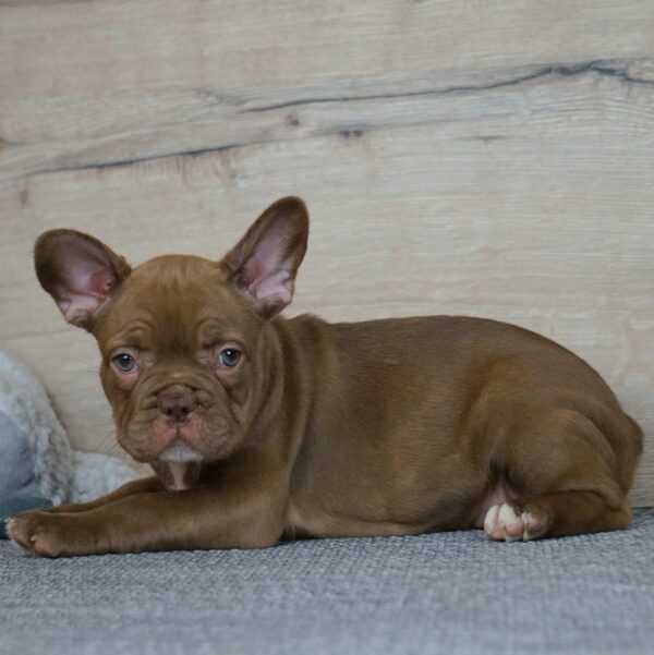 Willow French Bulldog Willow French Bulldog