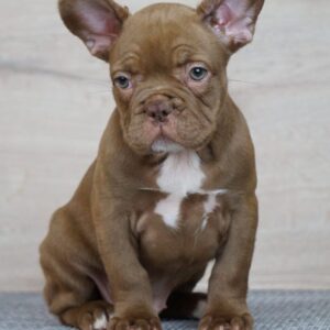 Willow French Bulldog Willow French Bulldog
