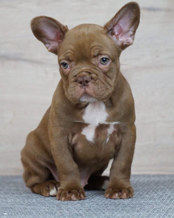 Willow French Bulldog Willow French Bulldog