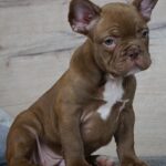 Willow-female-French-Bulldog-puppy-for-sale-5