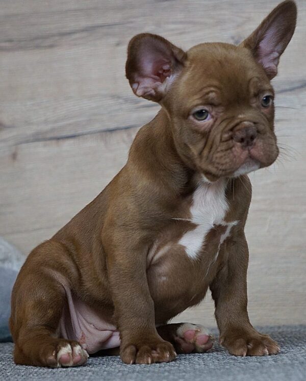 Willow French Bulldog Willow French Bulldog