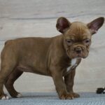 Willow-female-French-Bulldog-puppy-for-sale-6