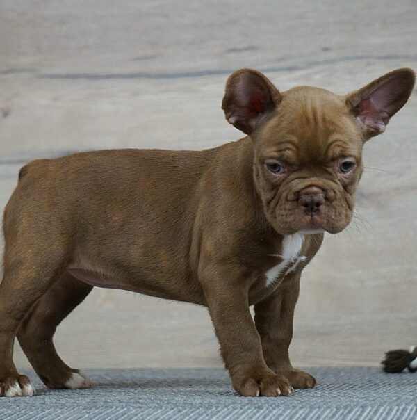 Willow French Bulldog Willow French Bulldog