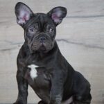Toro-male-French-Bulldog-puppy-for-sale-4
