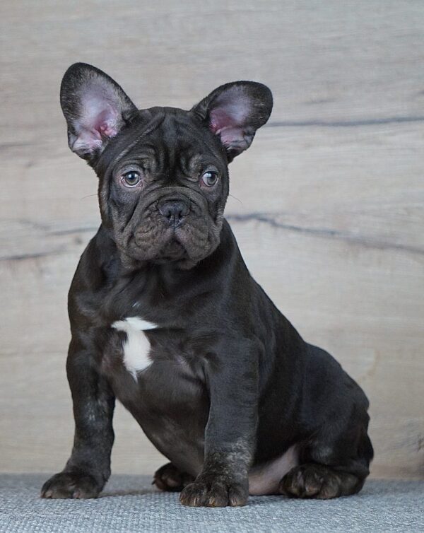 Toro French Bulldog Toro French Bulldog