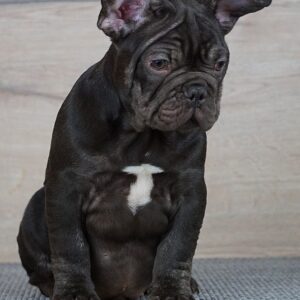 Toro French Bulldog Toro French Bulldog